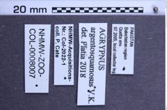 Etiketten zu Agrypnus argentosquamosus (Vats & Kashyap, 1992) (NHMW-ZOO-COL-0008007)